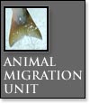 Animal Migration Unit